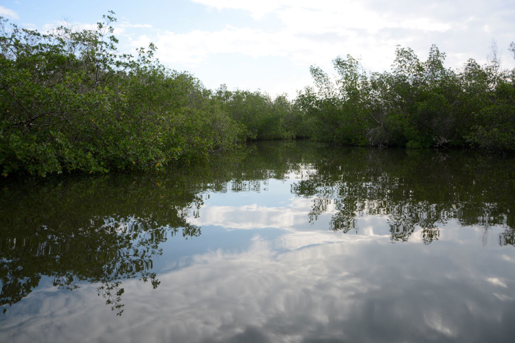 Desde sus inicios en abril de 2017, la Tarea Vida en Pinar del Río ha impulsado estrategias de conservación y prácticas adaptativas necesarias ante los efectos del cambio climático.