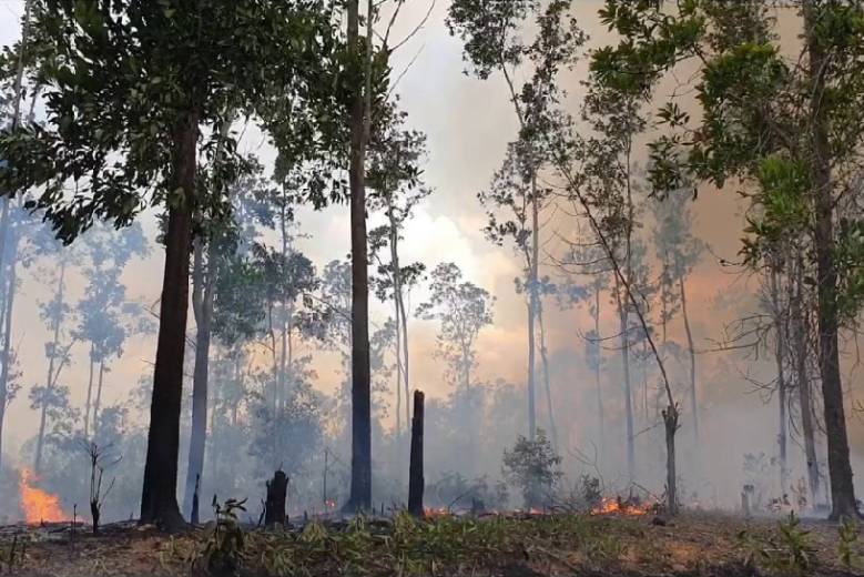 incendios forestales