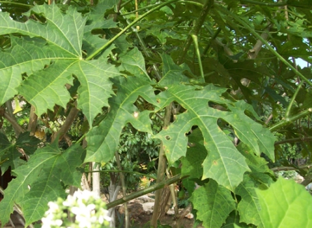 Chaya o Salva Hombre: una planta poderosa