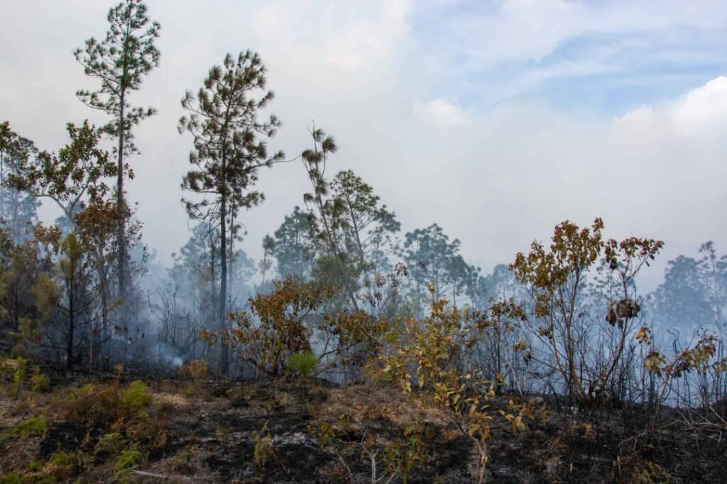 Continúa activo incendio forestal en la zona conocida como Arenales. El fuego ha afectado unas 2800 hectáreas de pinos adultos.