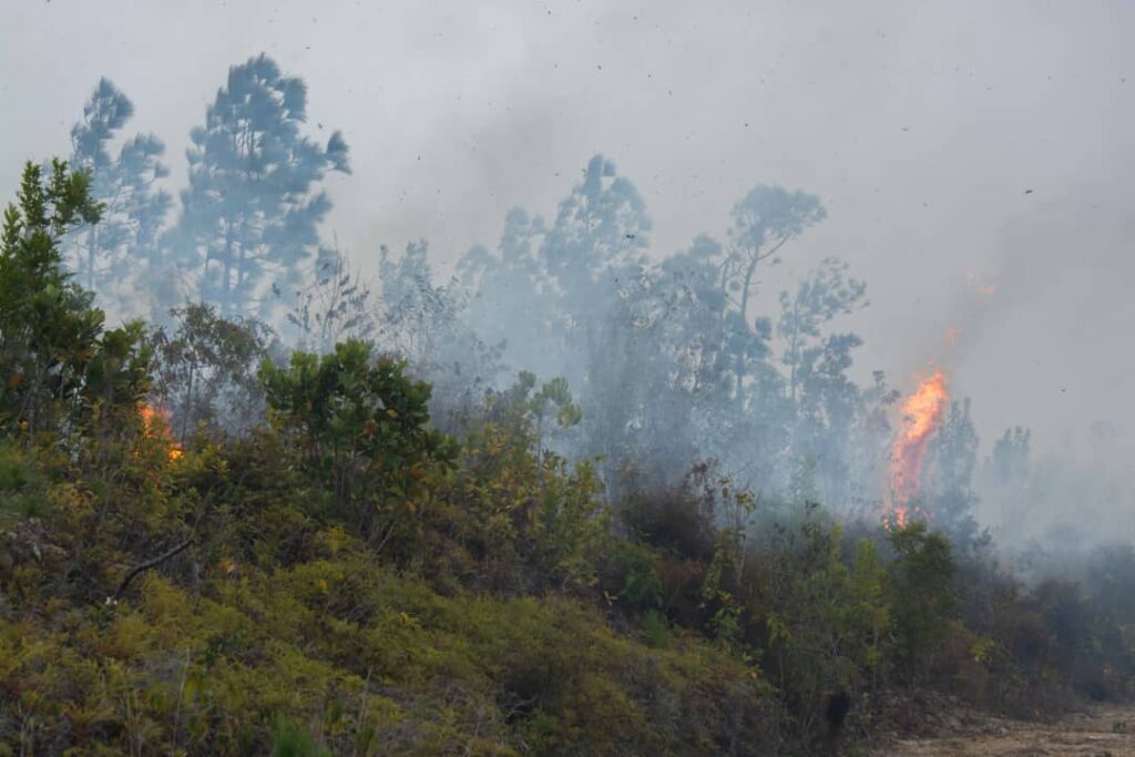 Incendio forestal de grandes proporciones: más de 2800 hectáreas arrasadas.