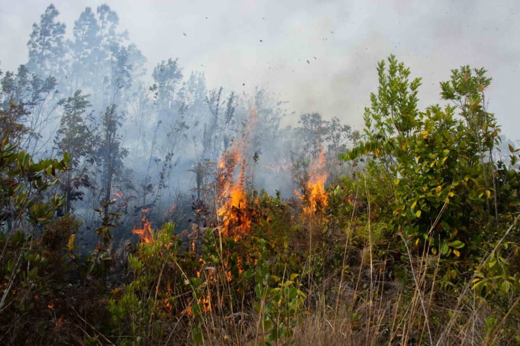Incendio forestal de grandes proporciones: más de 2800 hectáreas arrasadas.