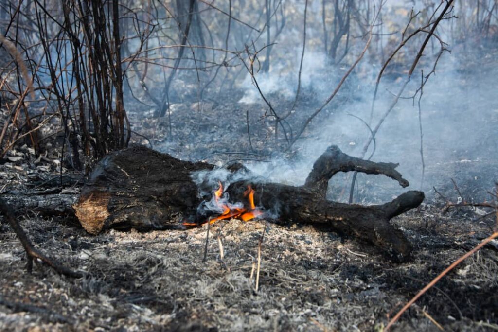 Incendio forestal de grandes proporciones: más de 2800 hectáreas arrasadas.