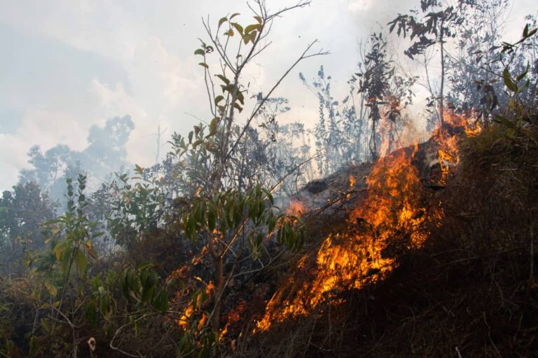 Negligencia humana causa el 80 por ciento de los incendios forestales en Pinar del Río