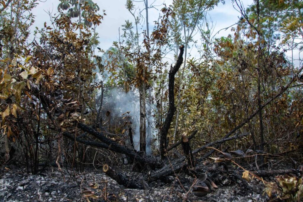 Incendio forestal de grandes proporciones: más de 2800 hectáreas arrasadas.