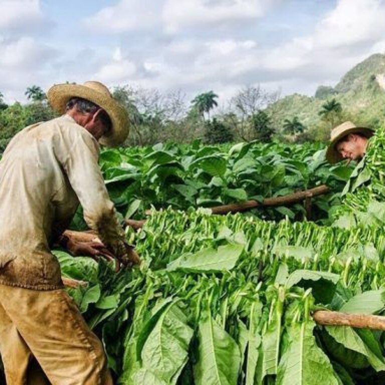El tabaco, un símbolo de nuestro patrimonio