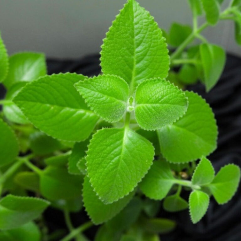 La Solución Natural: Orégano Francés