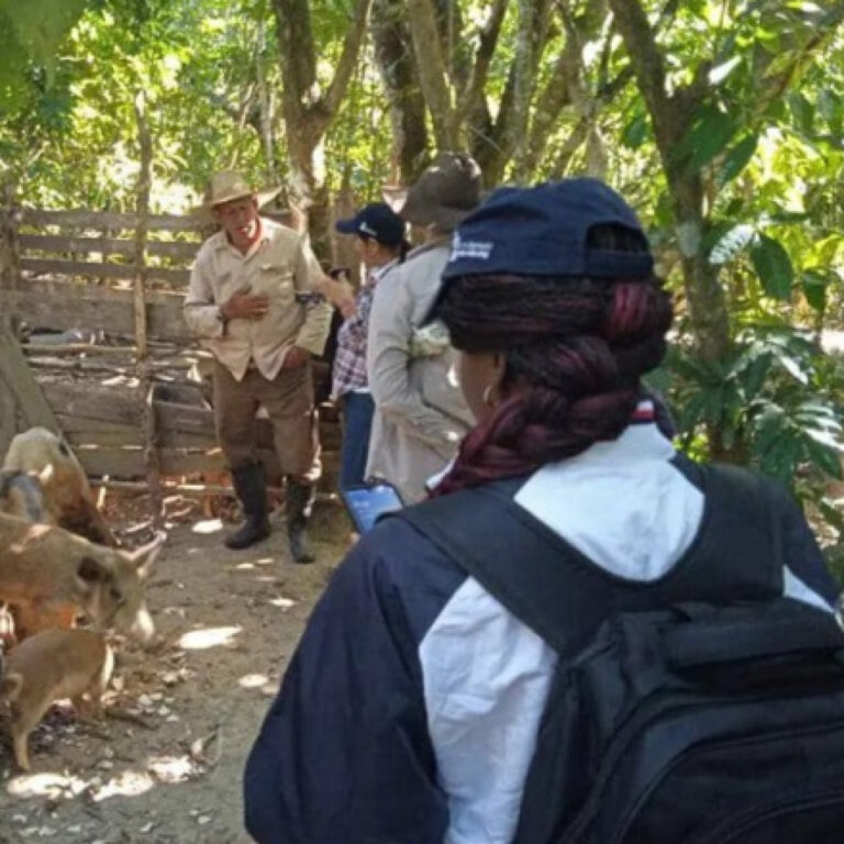 Destacan resultados del proyecto CIENPINOS en Viñales