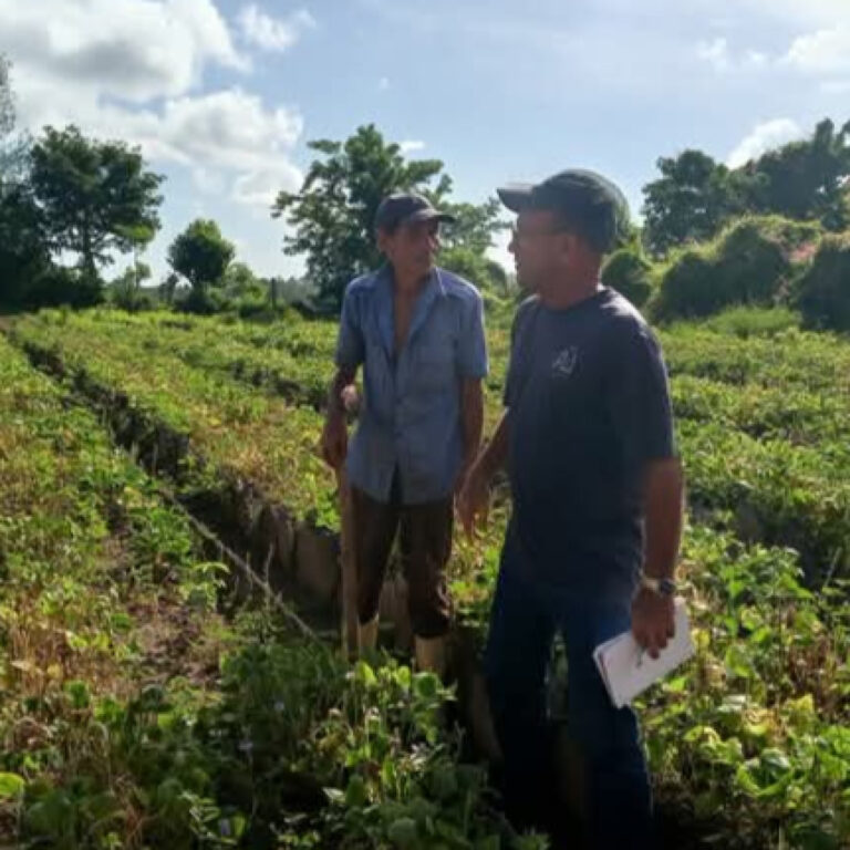 Pinar del Río: agricultura urbana en avance, pero persisten desafíos.