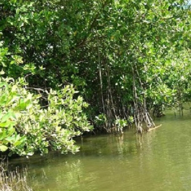 Impulsan reforestación de manglares y áreas boscosas en Los Palacios