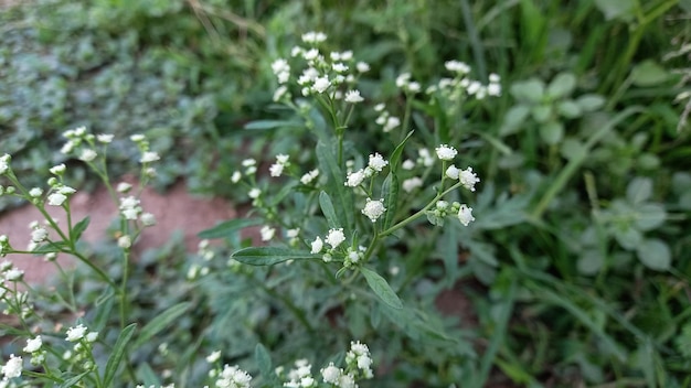 Escoba amarga.