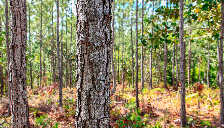 De los bosques, mucho más que la madera