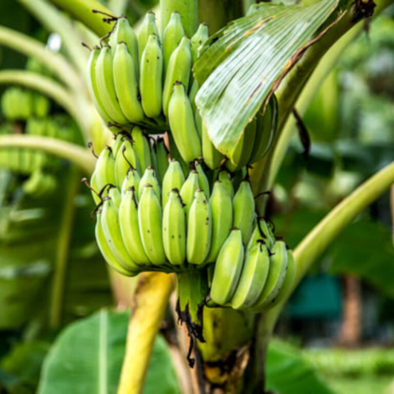 Pinar del Río impulsa producción de plátano con variedades resistentes