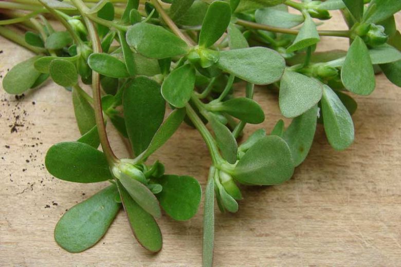 La Verdolaga, una planta rica en nutrientes.