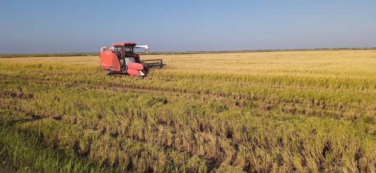 Semilla cubana de arroz demuestra alto rendimiento en Pinar del Río
