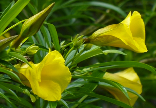 Conoce cuáles son las plantas venenosas más comunes en espacios públicos y el hogar.
