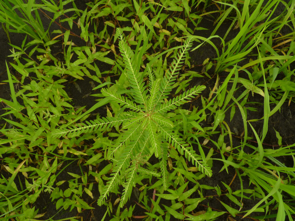Cuatro plantas medicinales para prevenir y tratar los cálculos renales.