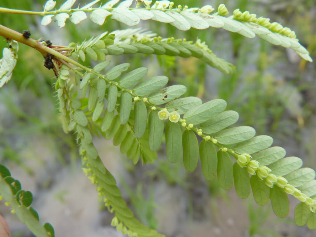 Cuatro plantas medicinales para prevenir y tratar los cálculos renales.