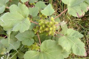 Guisazo de Caballo y Caña Mexicana: dos soluciones naturales para la salud renal.