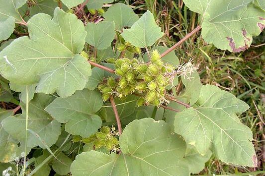 Cuatro plantas medicinales para prevenir y tratar los cálculos renales.