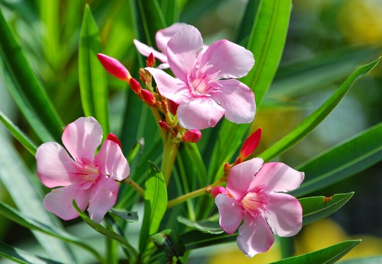 Conoce cuáles son las plantas venenosas más comunes en espacios públicos y el hogar.