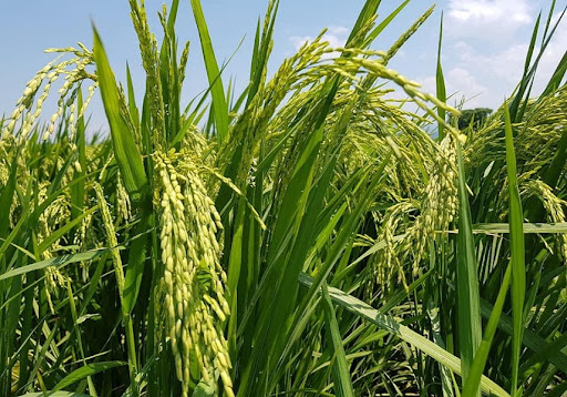 Revitalizan en Pinar del Río movimiento de arroz popular