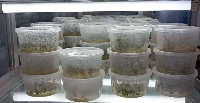 Biofábrica pinareña se reinventa sin perder su esencia productiva
