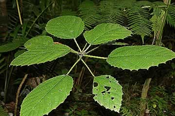 Cuatro plantas medicinales para prevenir y tratar los cálculos renales.