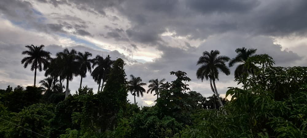 Los palmares que pintan el paisaje pinareño.
