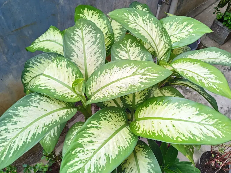 Conoce cuáles son las plantas venenosas más comunes en espacios públicos y el hogar.