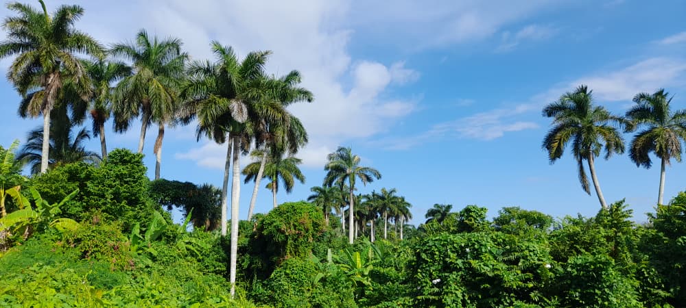 Los palmares que pintan el paisaje pinareño.