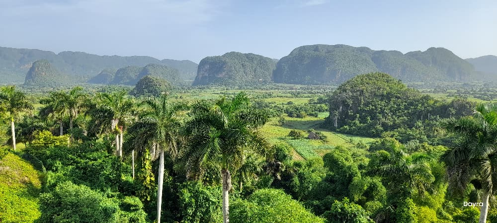Los palmares que pintan el paisaje pinareño.