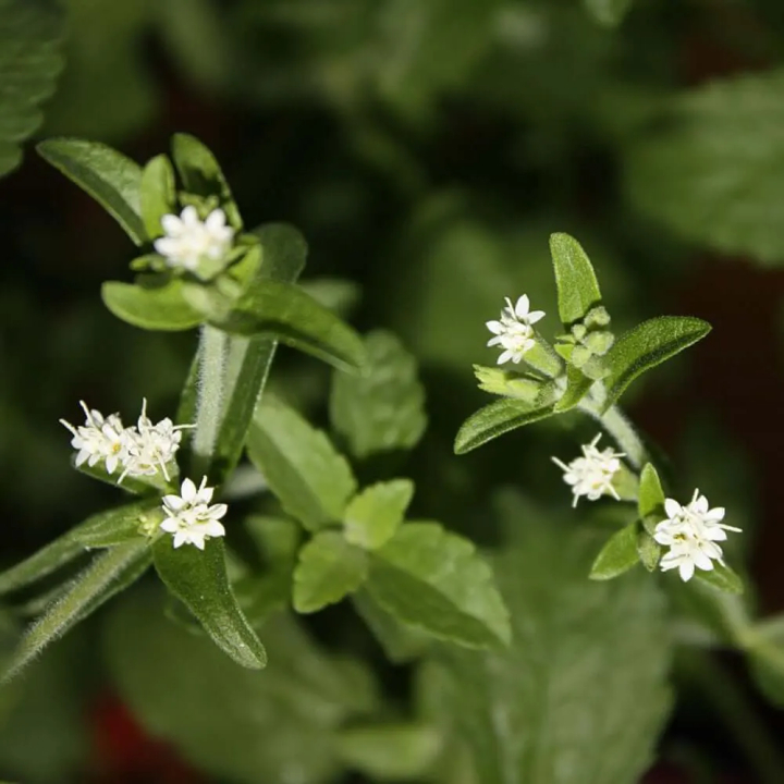 Los sorprendentes beneficios de la Stevia: un valioso recurso terapéutico y dietético.