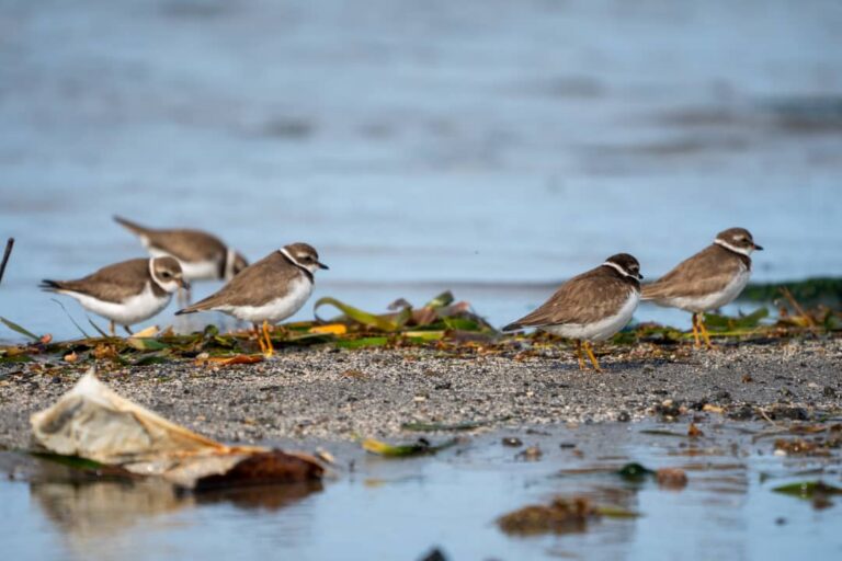 Aves migratorias, viajeras en peligro