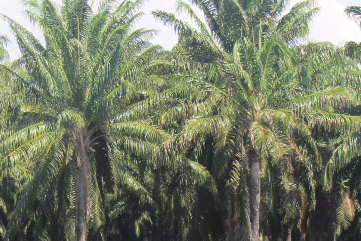 Investigan en Los Palacios cultivo y producción de la palma aceitera