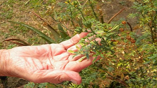 Guía práctica de Plantas Medicinales para los adultos mayores