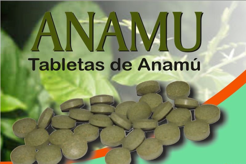 Fortalece tus defensas de forma natural: conoce cuáles son los beneficios del Anamú.