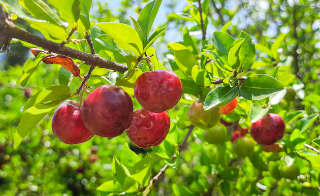Remedios naturales contra las arbovirosis.