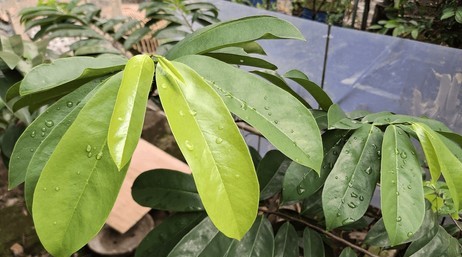 Remedios naturales contra las arbovirosis.