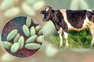 ¿Qué es la brucelosis? Conozca los riesgos, síntomas y cómo prevenirla.