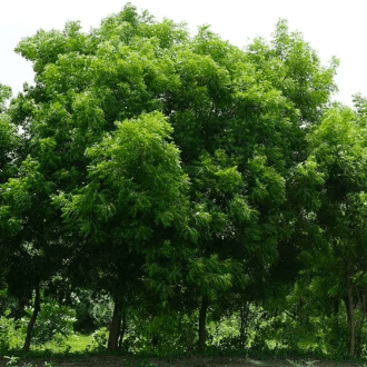 Neem, el árbol farmacia para cuidar tu salud.