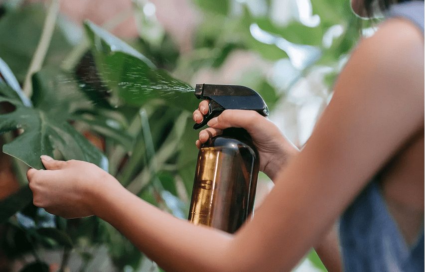 Neem, el árbol farmacia para cuidar tu salud.