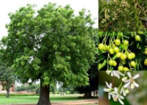 Neem, el árbol farmacia para cuidar tu salud.