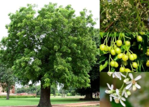 Neem, el árbol farmacia para cuidar tu salud.
