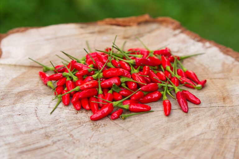 Ají Guaguao, un pequeño aliado para la salud.