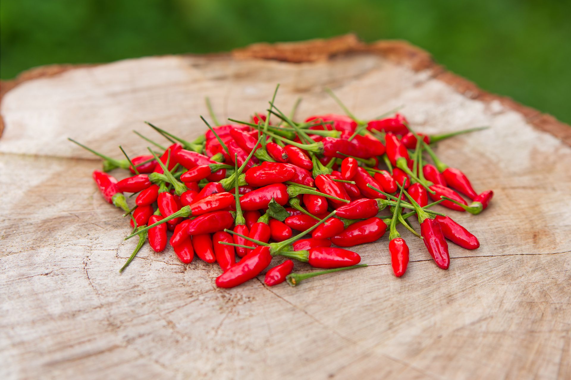 Ají Guaguao, un pequeño aliado para la salud.