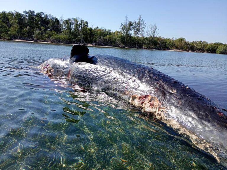 Cachalote encontrado muerto al norte de Pinar del Río puede causar daños a la salud humana