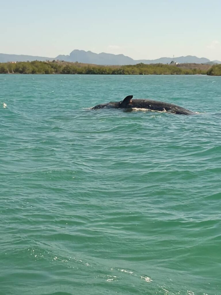 Encuentran ballena muerta en costa norte de Pinar del Río
