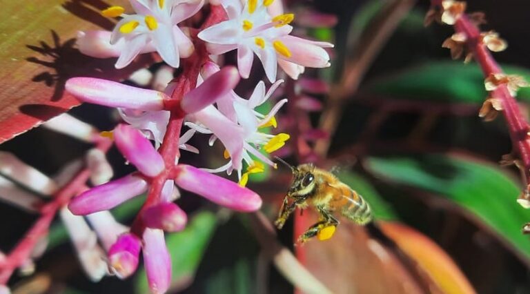 Abejas: pequeñas guardianas de la biodiversidad