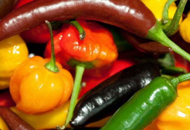 Ají Guaguao, un pequeño aliado para la salud.